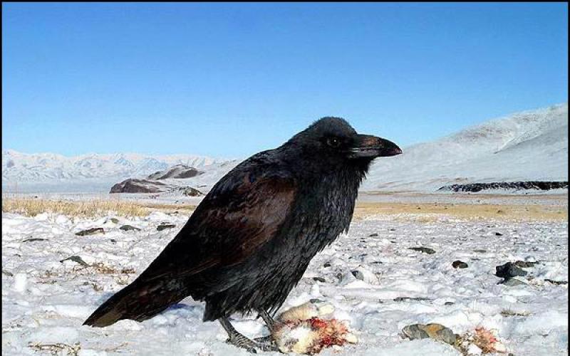 Интересный мир природы: ворон и ворона Как отличить ворона от вороны