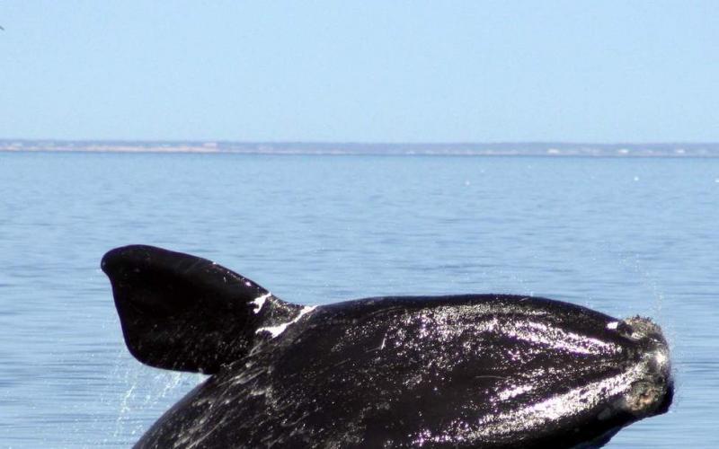 Гладкие киты. Южный гладкий кит. Размножение североатлантических гладких китов