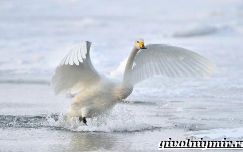 Лебедь-кликун – крикливый ныряльщик